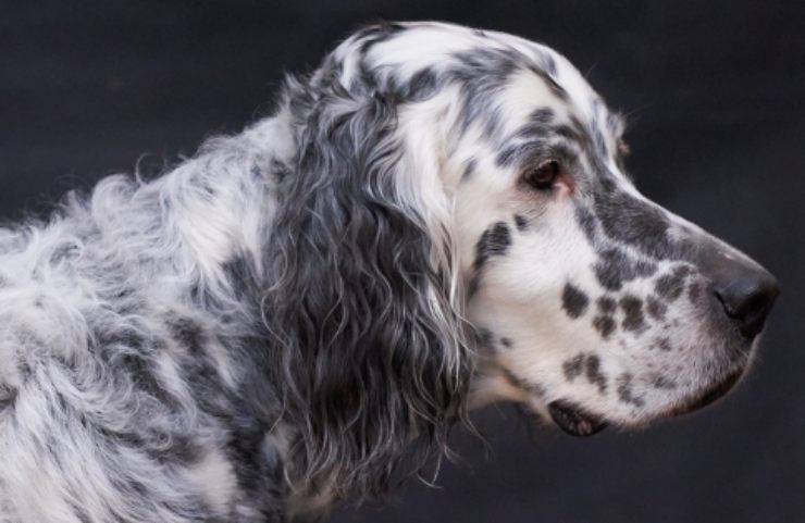 abbandonato auto cane setter