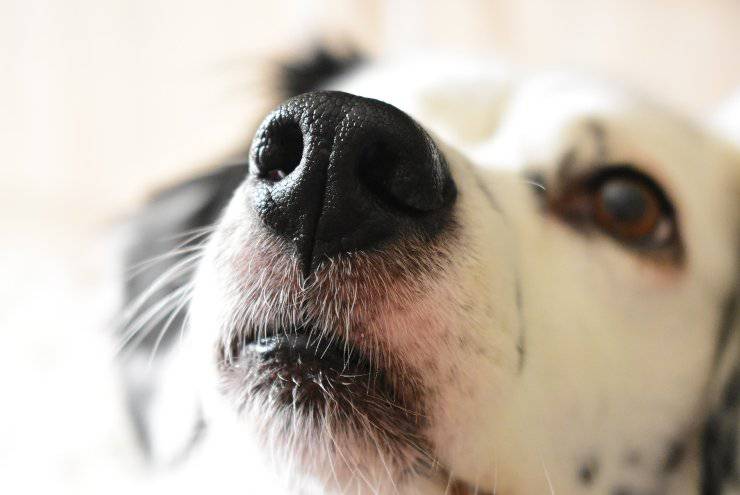 Il naso dell'amico a quattro zampe