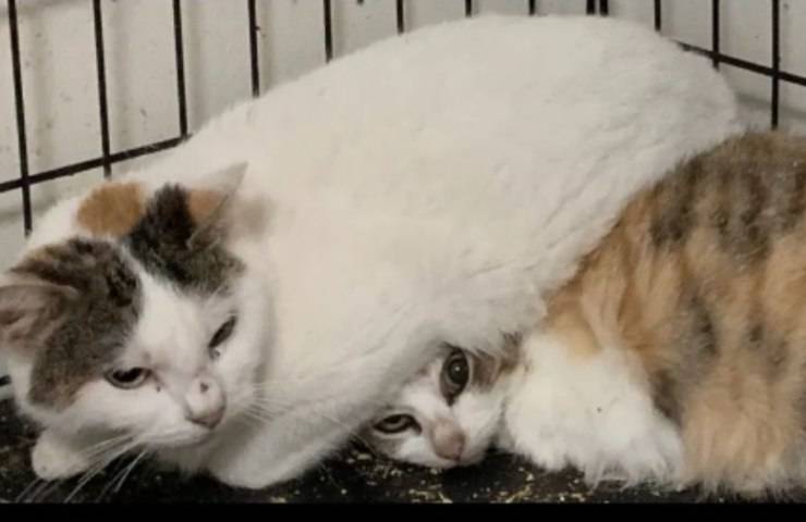 ritrovati gatti condizioni terribili
