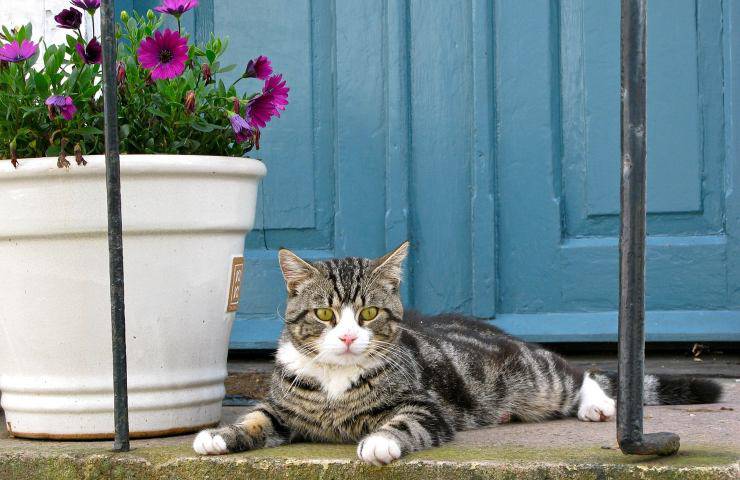 agevolazioni Comuni cani gatti