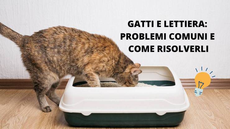 gatto vicino a lettiera