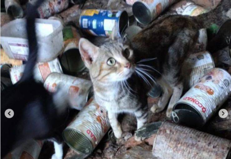morti salvataggio gatti aiuto