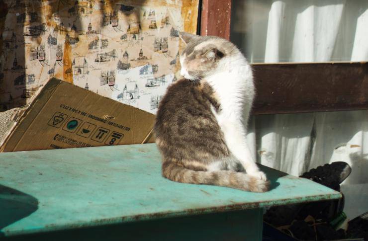 gatto pulizia 