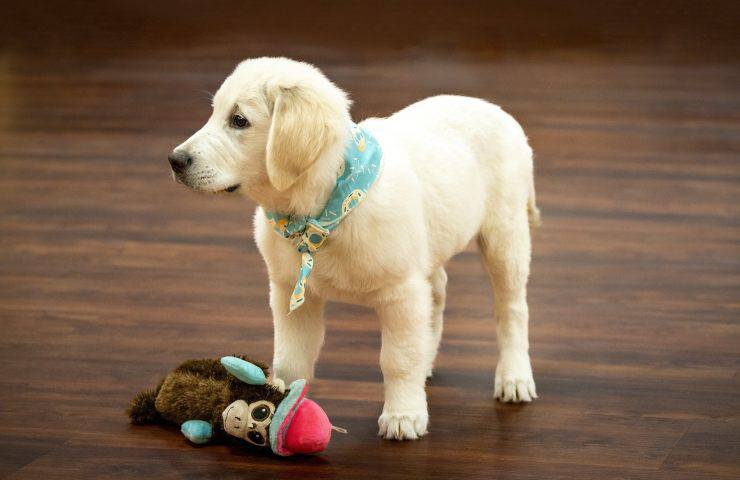 cucciolo con gioco