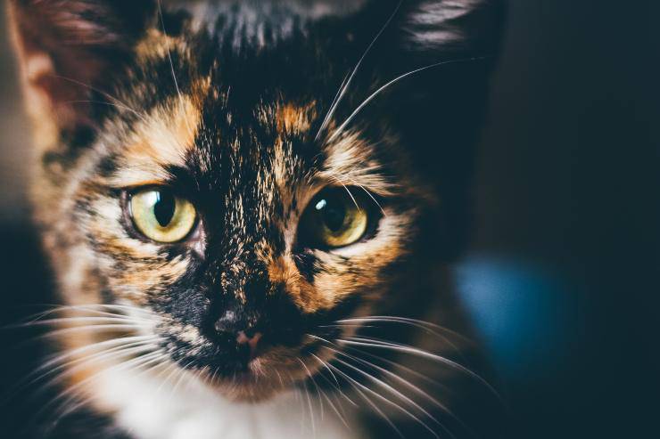Il comportamento di micio
