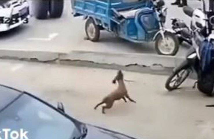 cagnolino inseguito video ruote