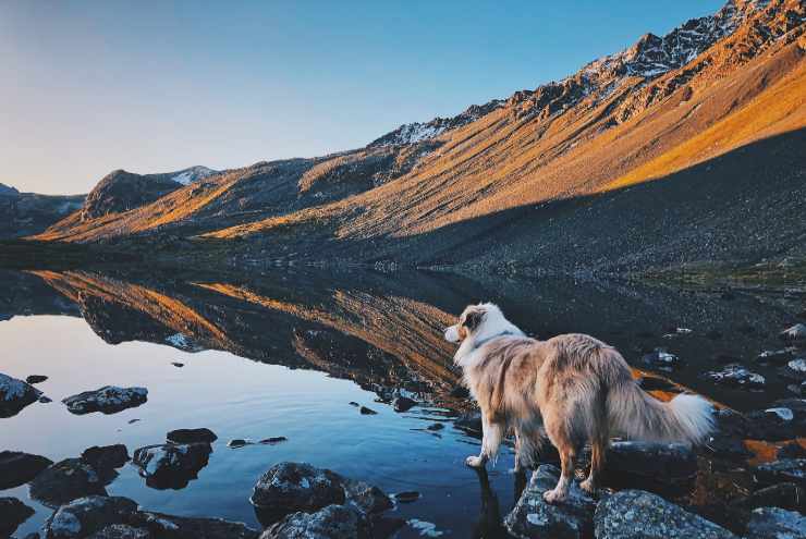 Razze canine per chi ama l'avventura