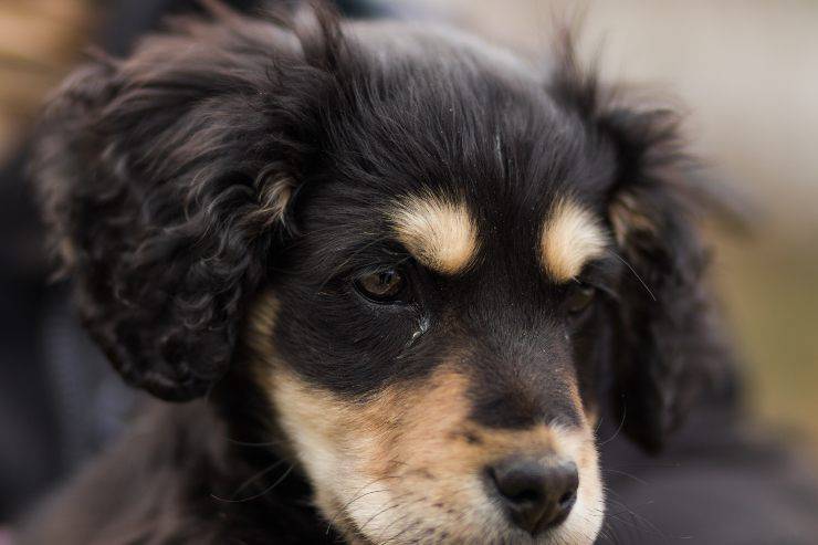 Il cane e l'occlusione gastrointestinale