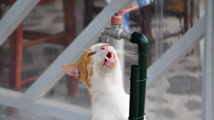gatto cerca di bere 