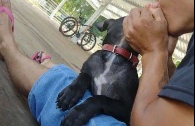 inalare marijuana cucciolo cane