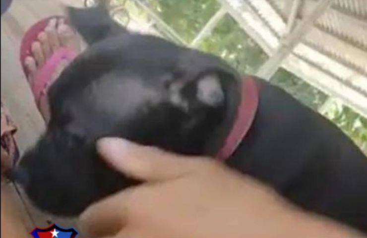 marijuana denunciato cucciolo cane