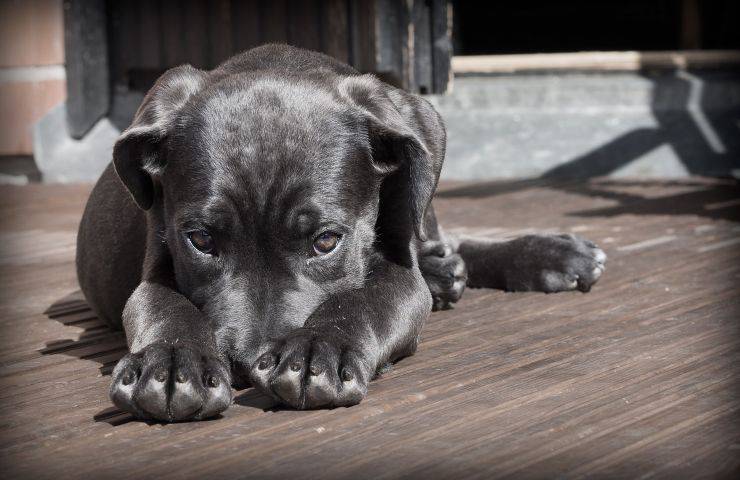 campagna gratuita controllo microchip