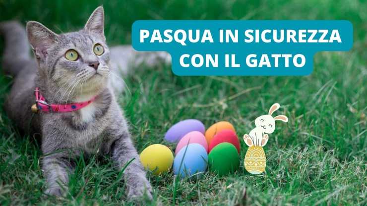 gatto in giardino