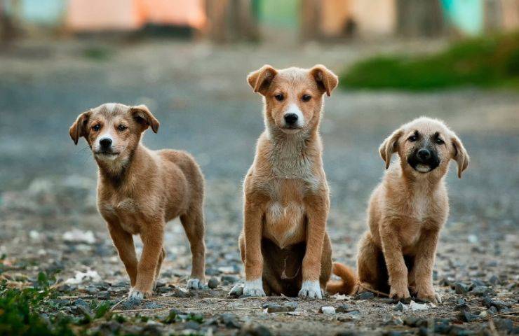 perdere cani controllo microchip