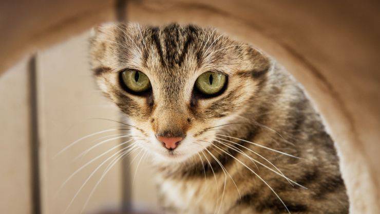 primo piano gatto 