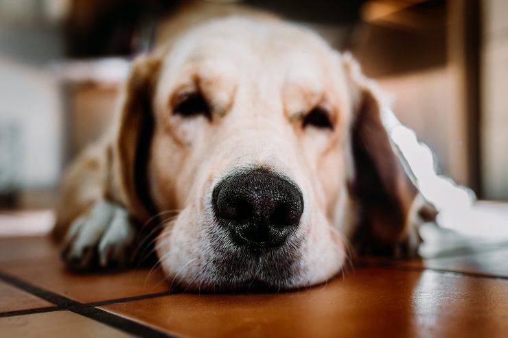 Il dettaglio del naso canino