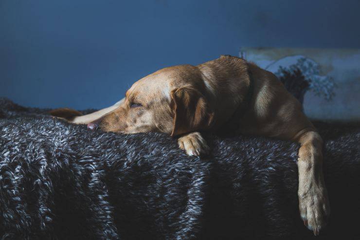 Fido e il disturbo gastrointestinale