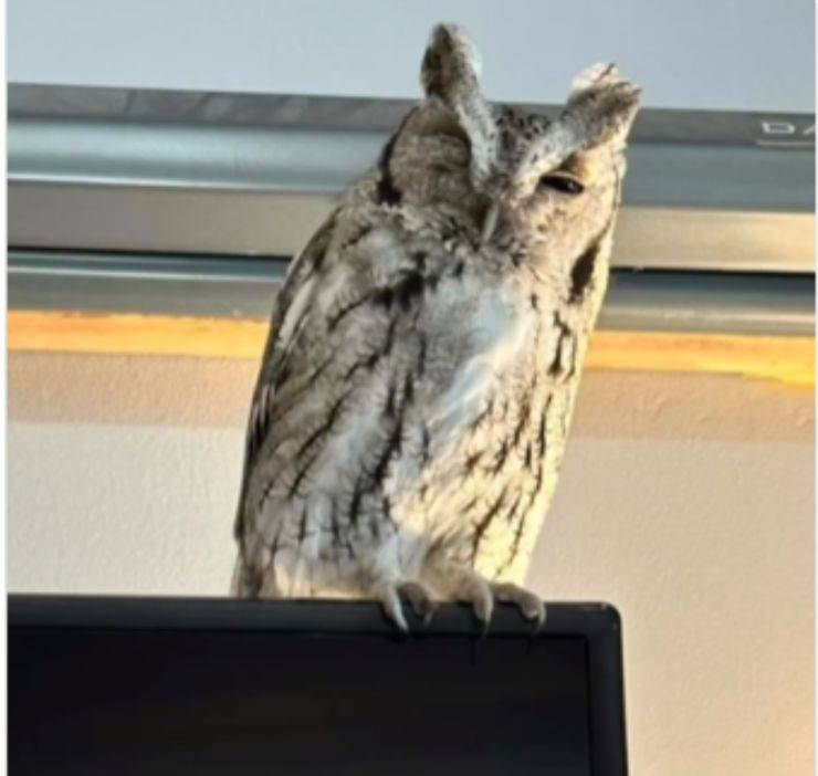 gufetto scuola infanzia bambini