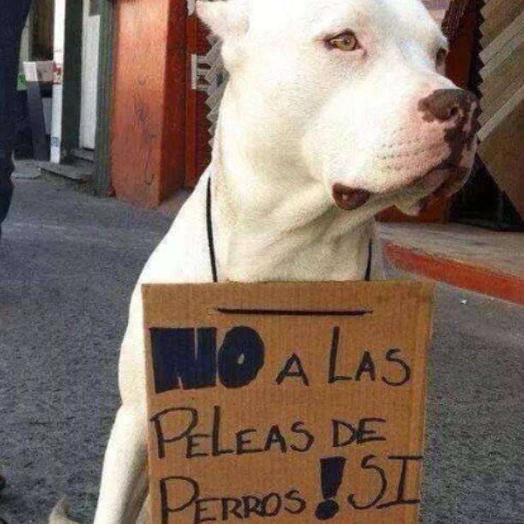 pit bull cartello foto