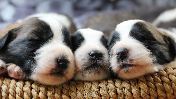 Cuccioli cane 