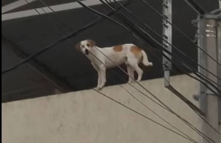 Troll cane in pericolo di vita