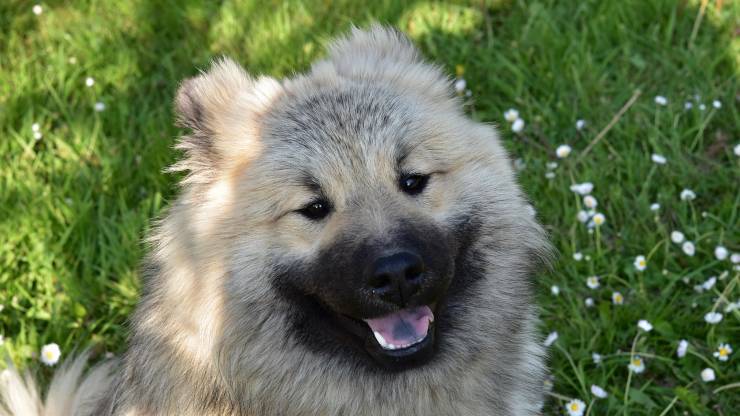 cane felice
