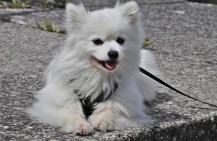 multe salate cani Lombardia