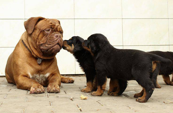 sterilizzare animali domestici contributi