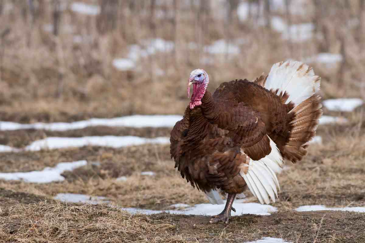 tacchino bourbon in un campo innevato