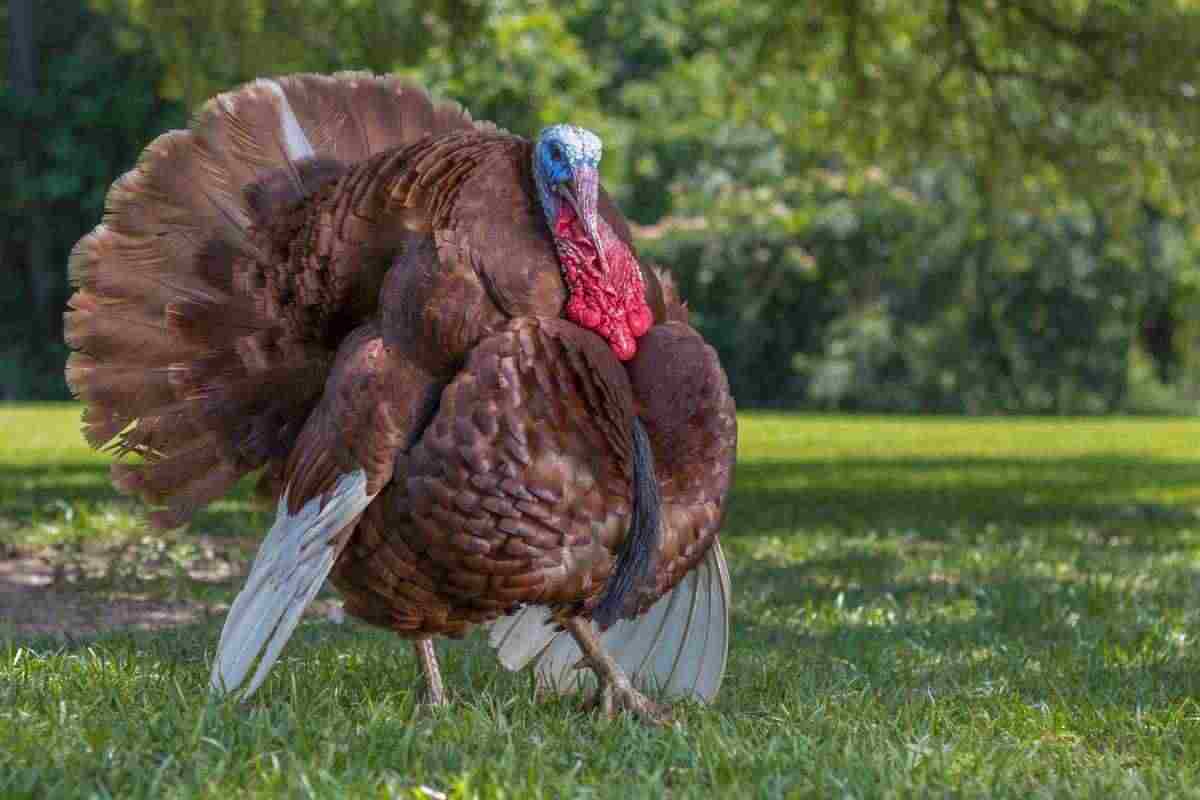 tacchino bourbon in un prato
