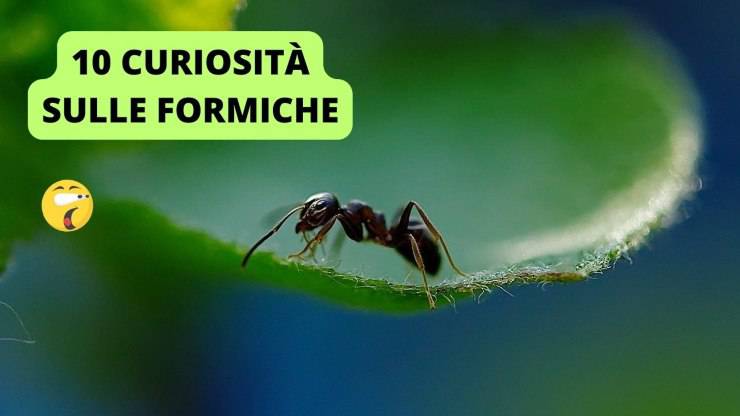 formica foglia 