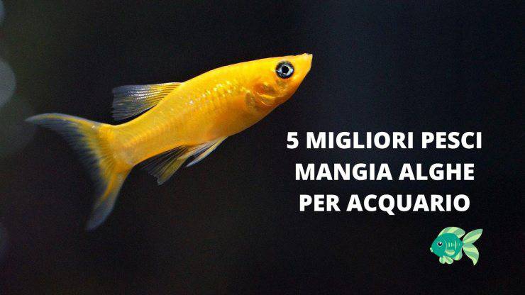 pesce acquario 
