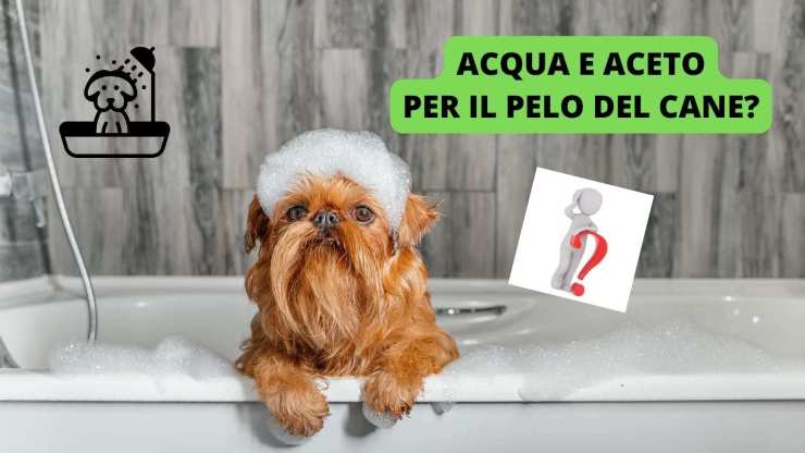 bagnetto cane