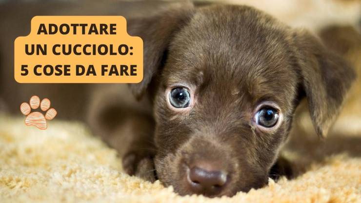 cane cucciolo