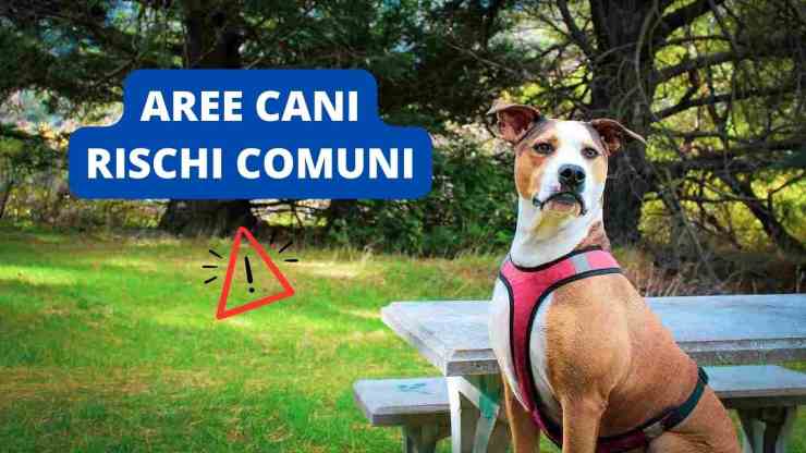 pic nic cane