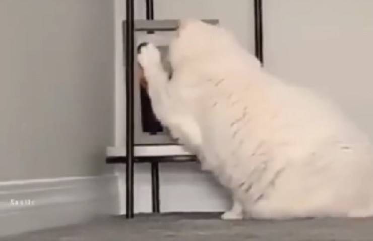 gatto accarezza foto