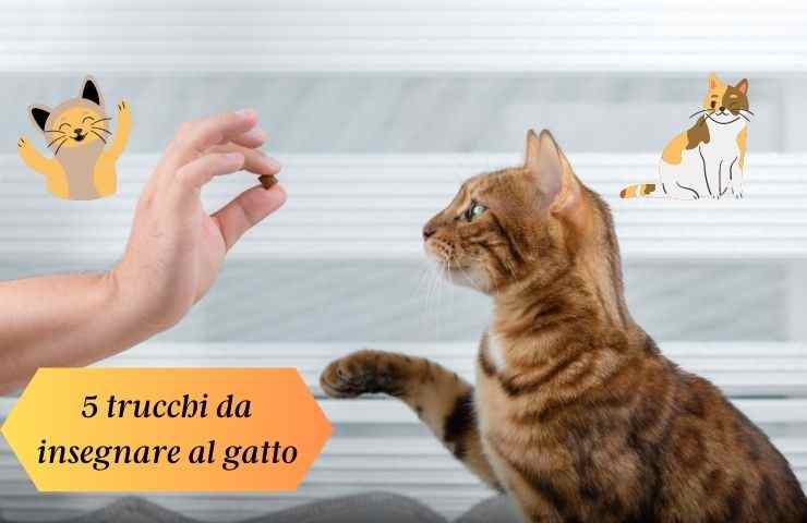 Addestrare il gatto