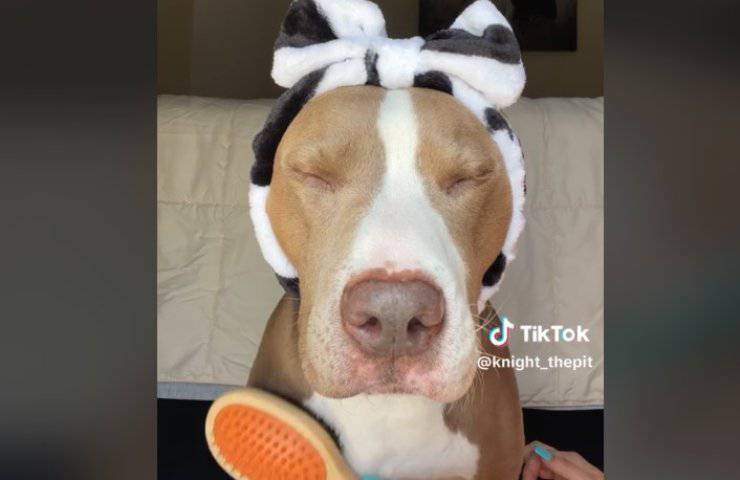 spa per cani