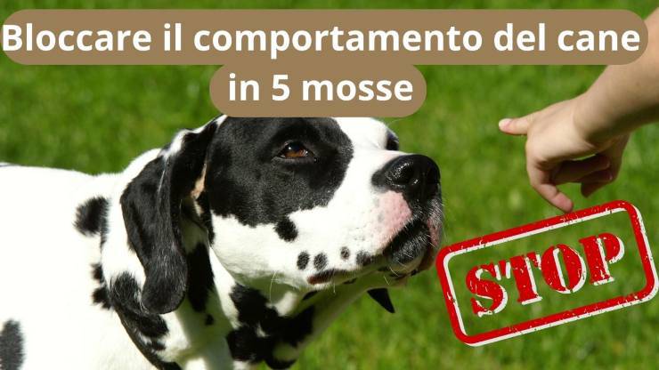 Educare il cane