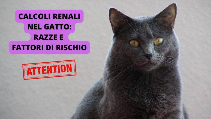 certosino