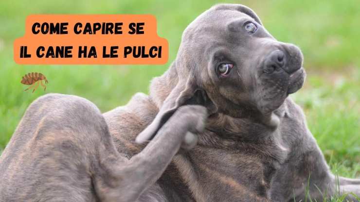 Cane con prurito