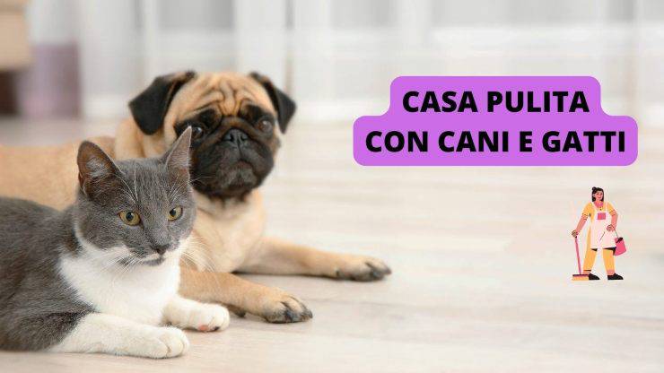 cane e gatto 