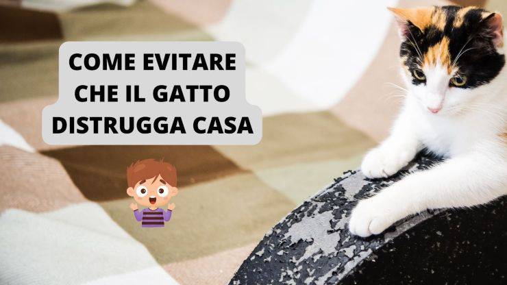 gatto si fa le unghie sul divano