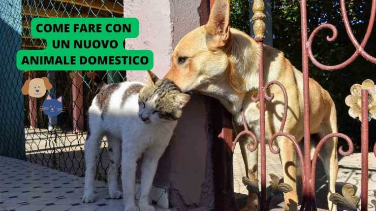 cane e gatto