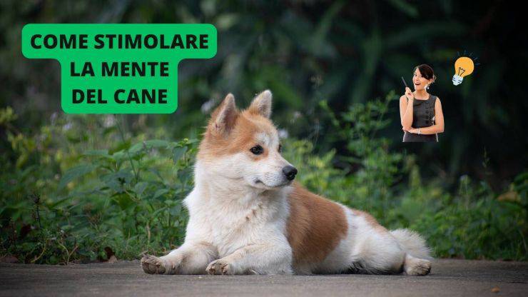 cucciolo di razza 