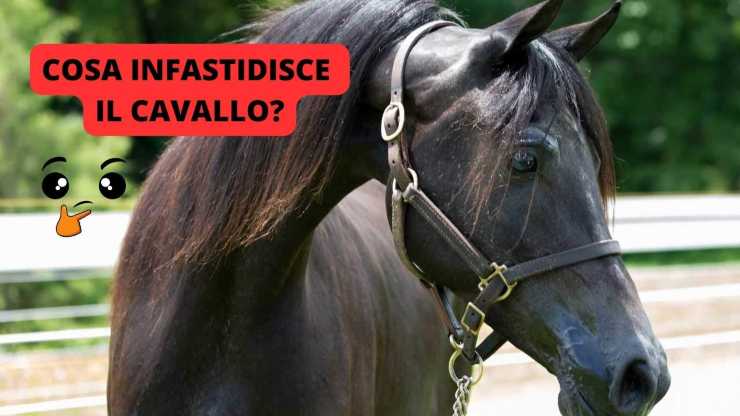 cavallo infastidito