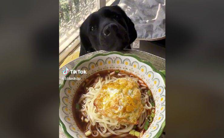cane cibo occhi video