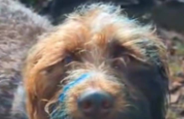 fido trasforma colore pelo
