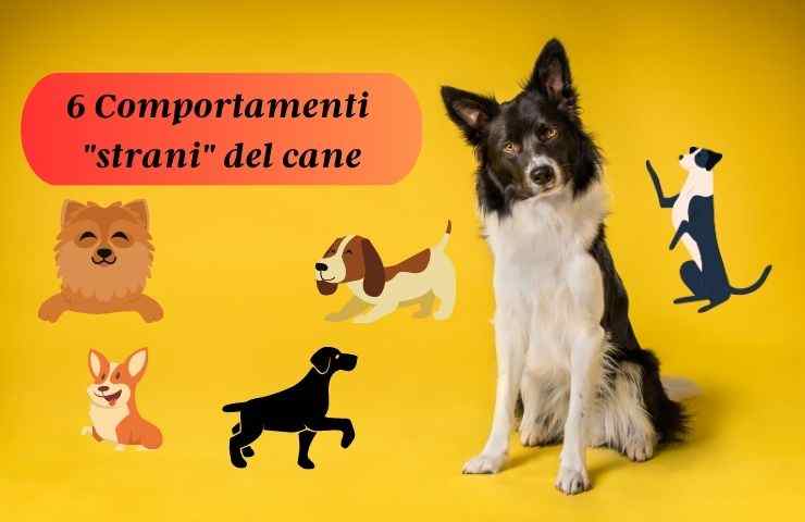 Cane