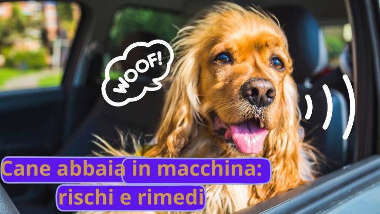 Viaggiare col cane in auto